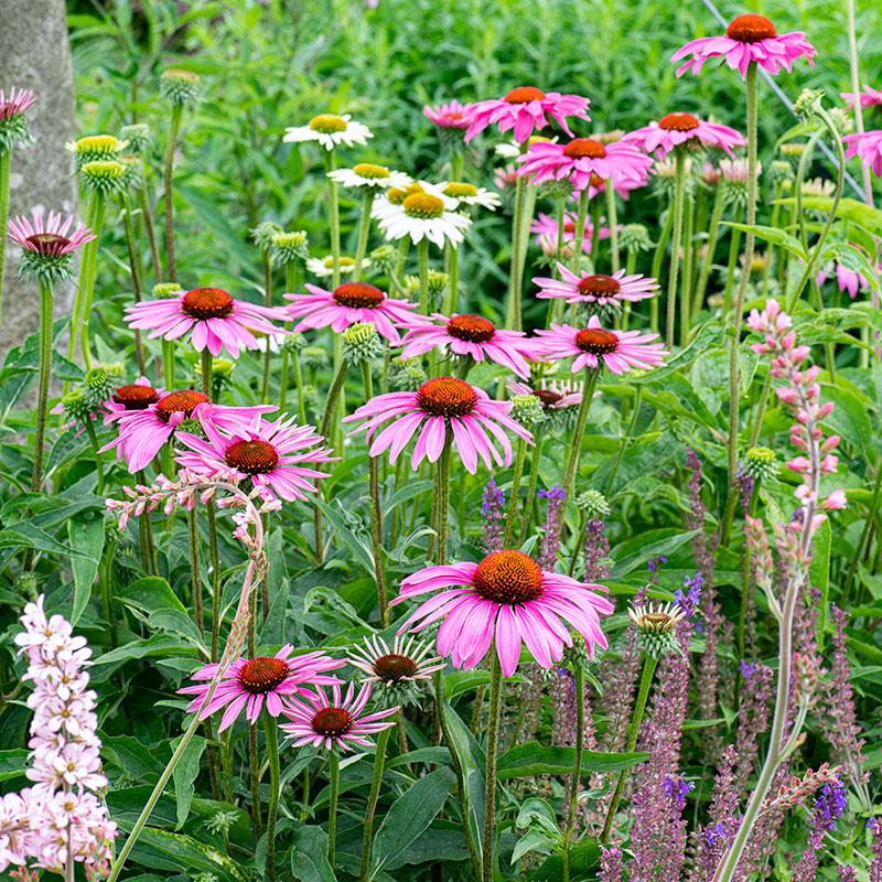 G741 Echinacea Purpurea 'ruby Star' - View 6 from www redcrocus com