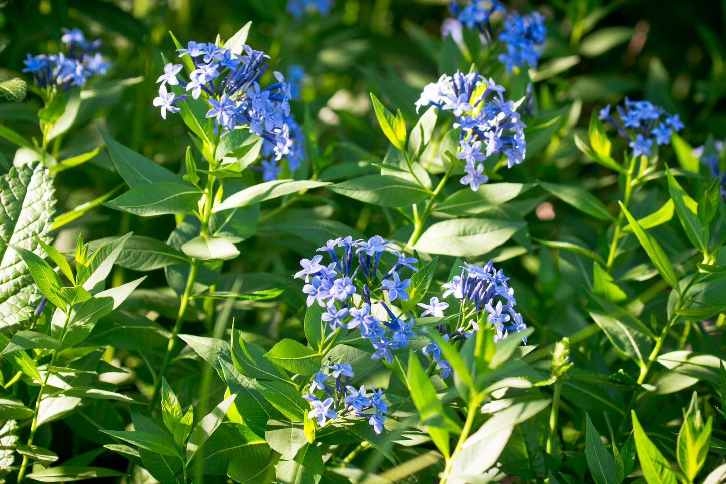 G742 Amsonia Tabernaemontana 'blue Ice' - View 4 from www redcrocus com