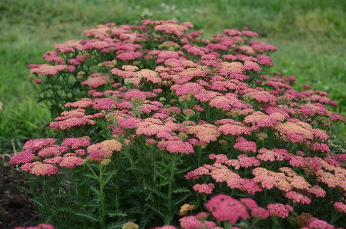 G752 Achillea Millefolium 'sassy Summer Taffy' - View 9 from www redcrocus com