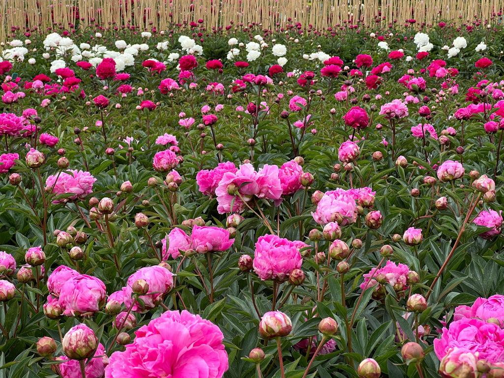 G760 Paeonia X Lactiflora 'kelway's Glorius' - View 9 from www redcrocus com
