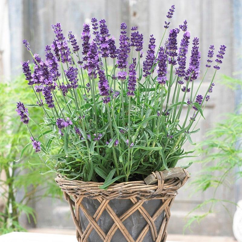 G767 Lavandula Angustifolia 'superblue' - View 10 from www redcrocus com