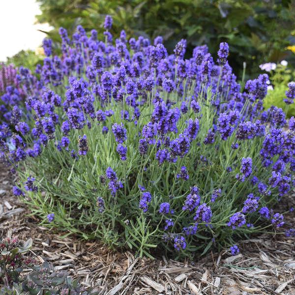 G767 Lavandula Angustifolia 'superblue' - View 12 from www redcrocus com
