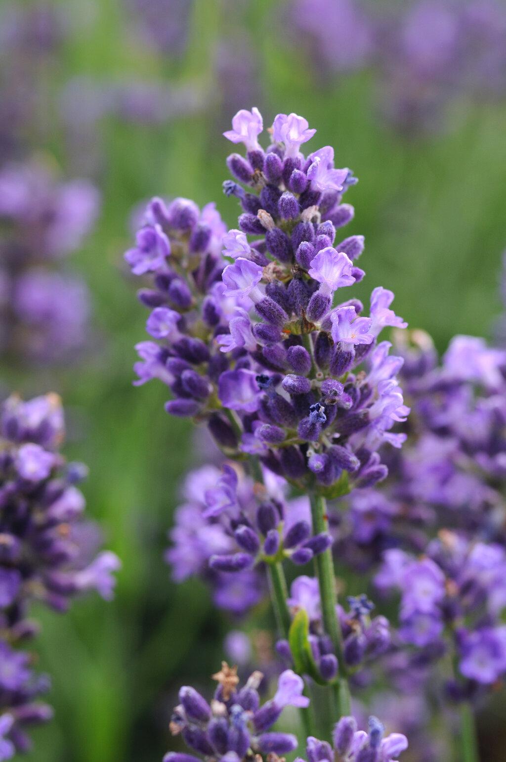 G767 Lavandula Angustifolia 'superblue' - View 13 from www redcrocus com