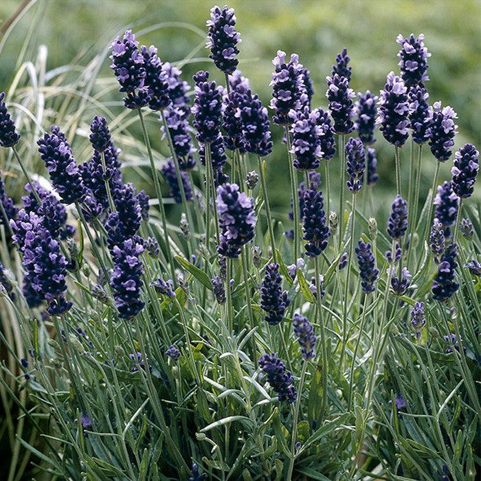 G767 Lavandula Angustifolia 'superblue' - View 14 from www redcrocus com