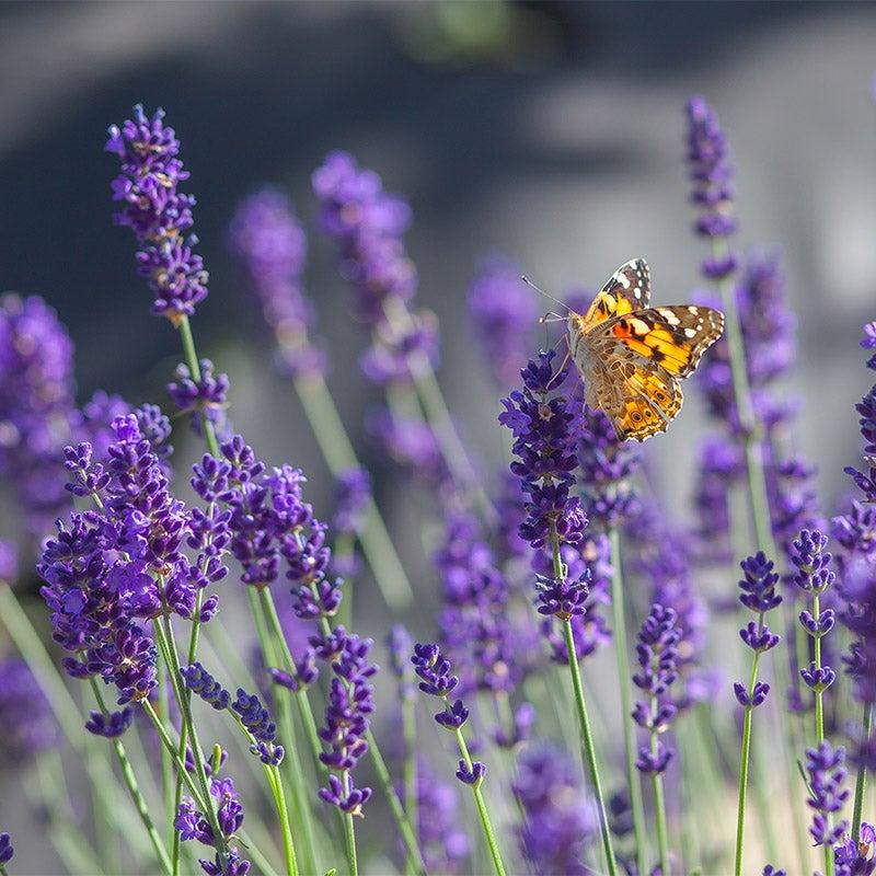 G767 Lavandula Angustifolia 'superblue' - View 17 from www redcrocus com