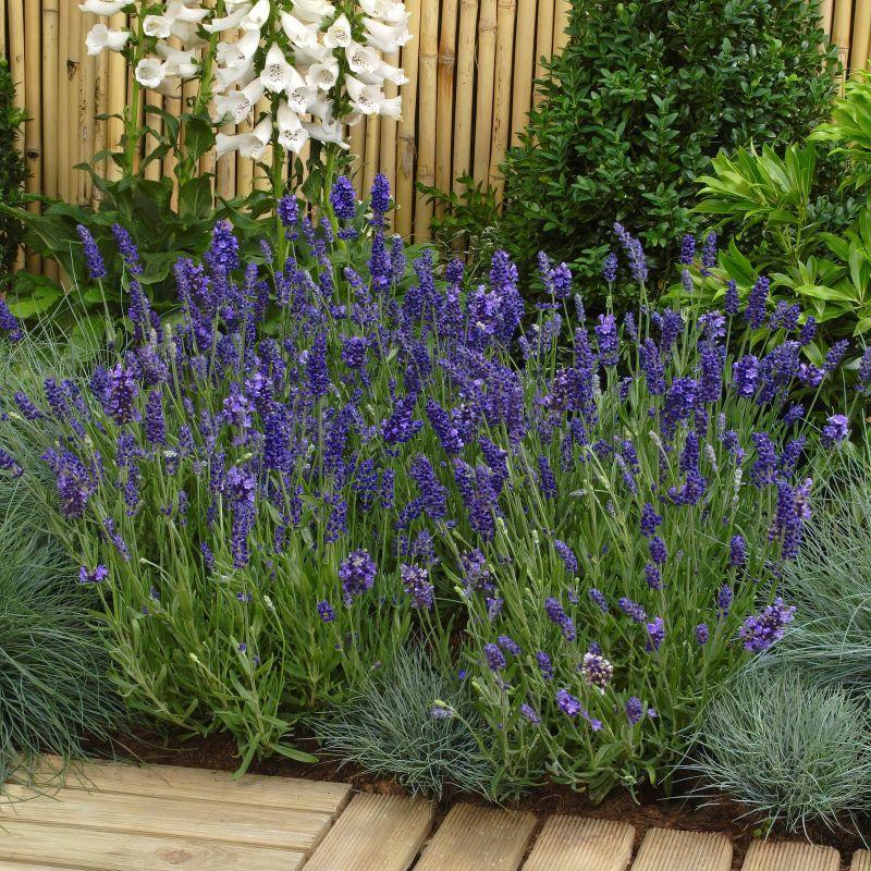 G767 Lavandula Angustifolia 'superblue' - View 21 from www redcrocus com