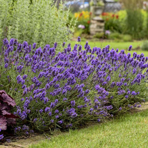 G767 Lavandula Angustifolia 'superblue' - View 22 from www redcrocus com