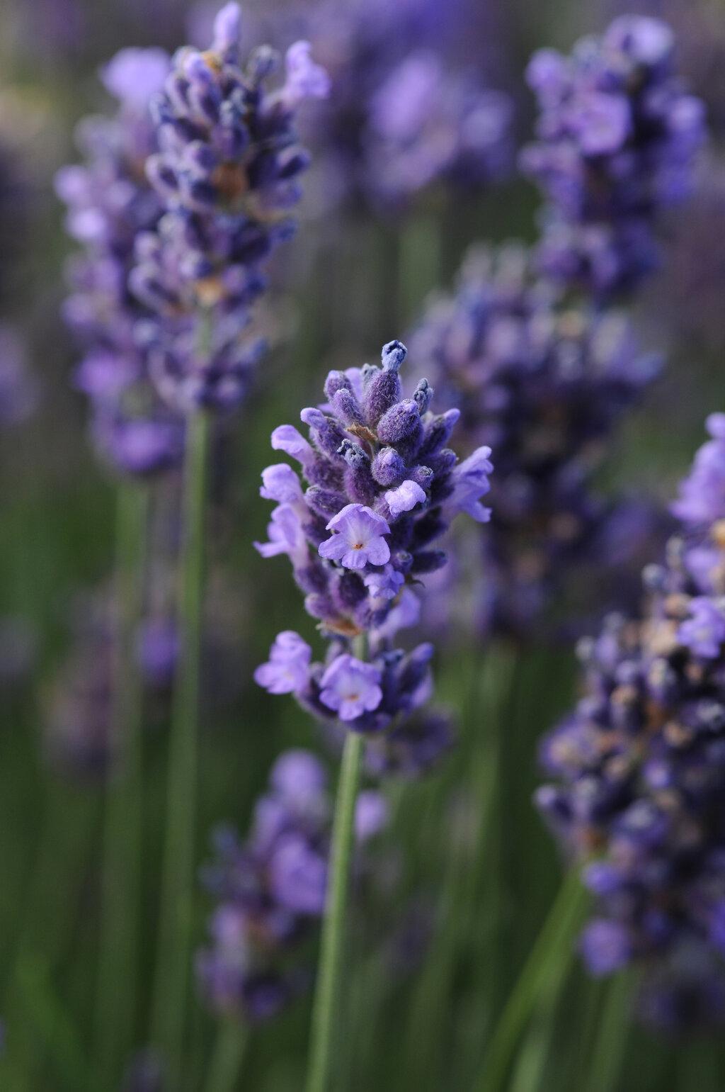 G767 Lavandula Angustifolia 'superblue' - View 23 from www redcrocus com