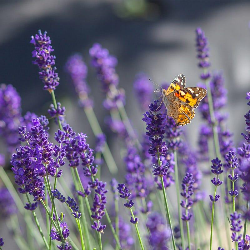 G767 Lavandula Angustifolia 'superblue' - View 24 from www redcrocus com