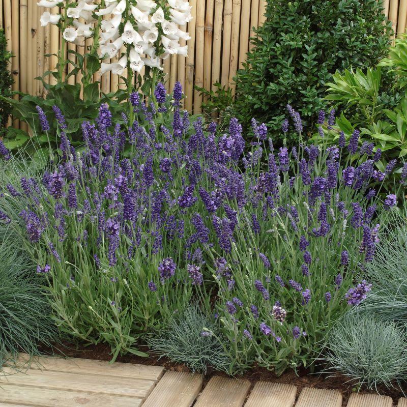 G767 Lavandula Angustifolia 'superblue' - View 25 from www redcrocus com