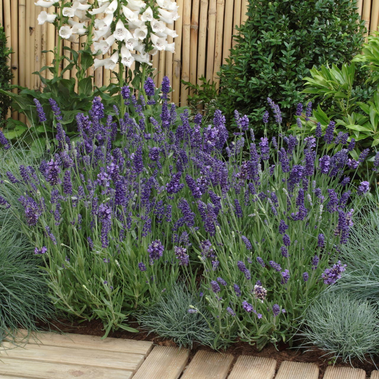 G767 Lavandula Angustifolia 'superblue' - View 27 from www redcrocus com