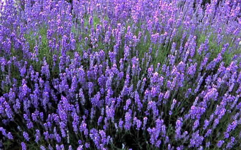 G767 Lavandula Angustifolia 'superblue' - View 29 from www redcrocus com