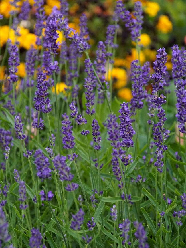 G767 Lavandula Angustifolia 'superblue' - View 2 from www redcrocus com