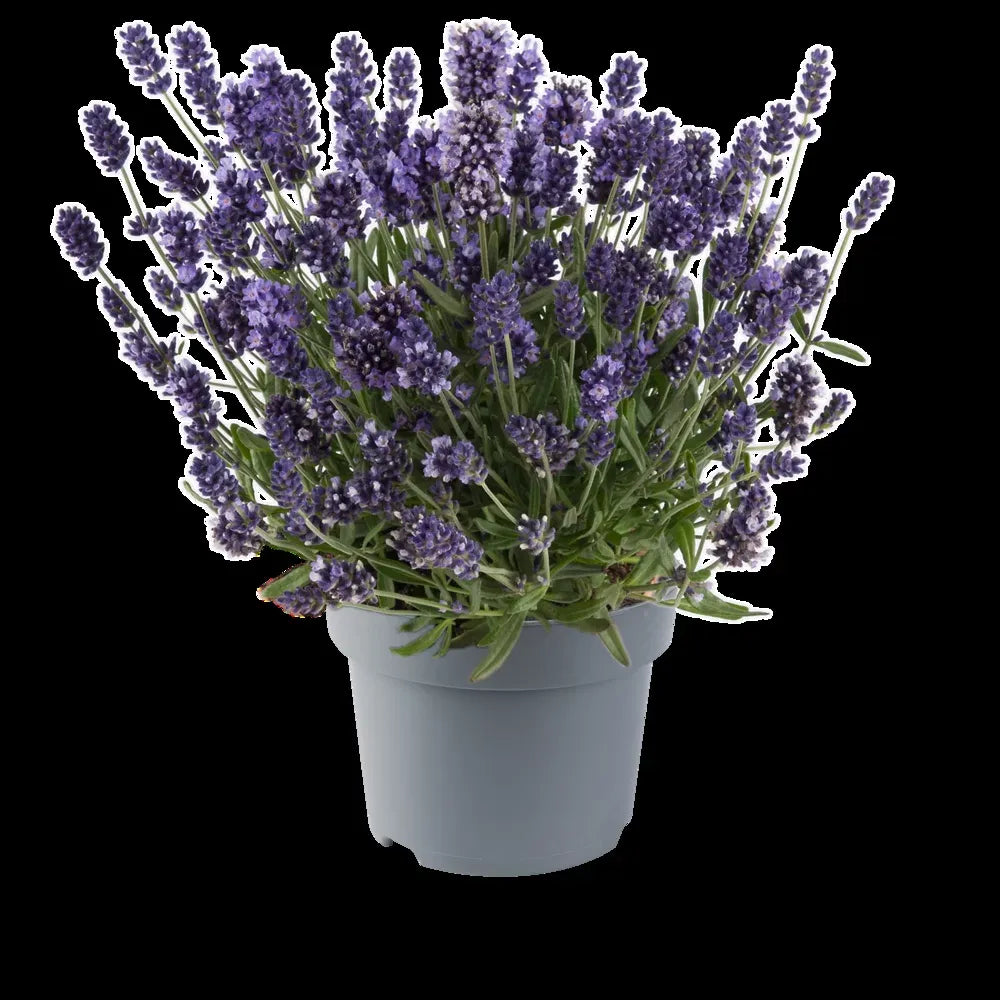 G767 Lavandula Angustifolia 'superblue' - View 31 from www redcrocus com
