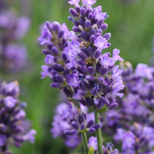 G767 Lavandula Angustifolia 'superblue' - View 32 from www redcrocus com