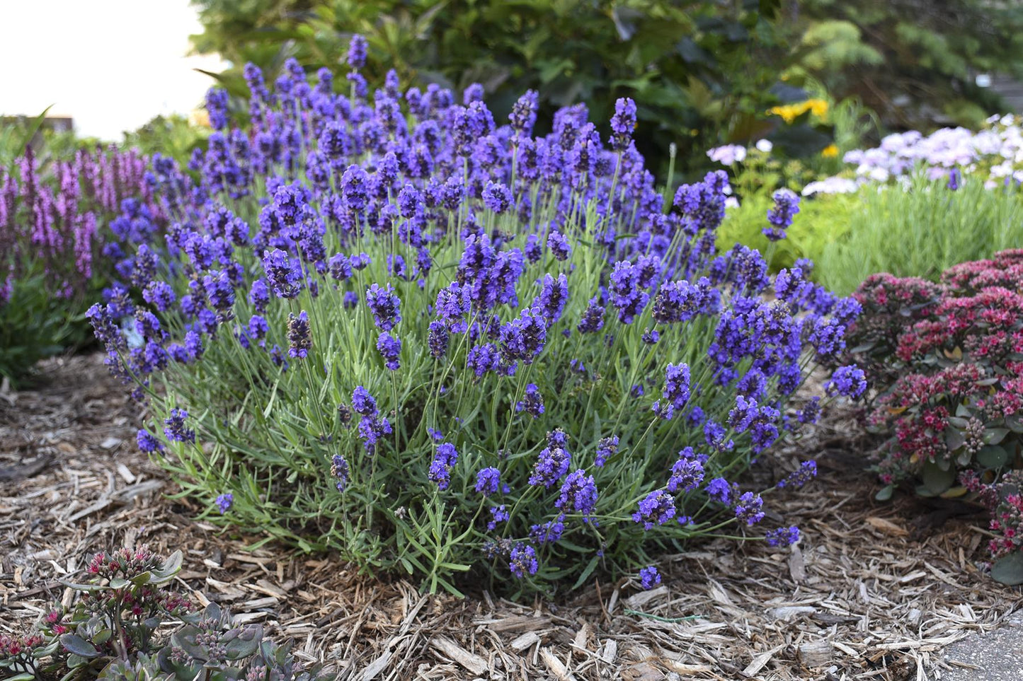 G767 Lavandula Angustifolia 'superblue' - View 33 from www redcrocus com