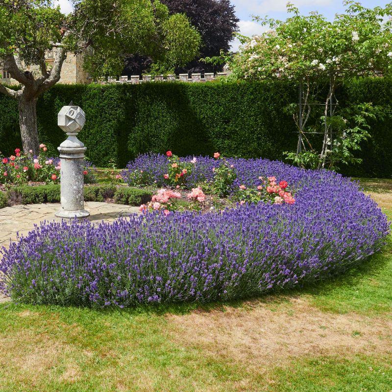 G767 Lavandula Angustifolia 'superblue' - View 34 from www redcrocus com