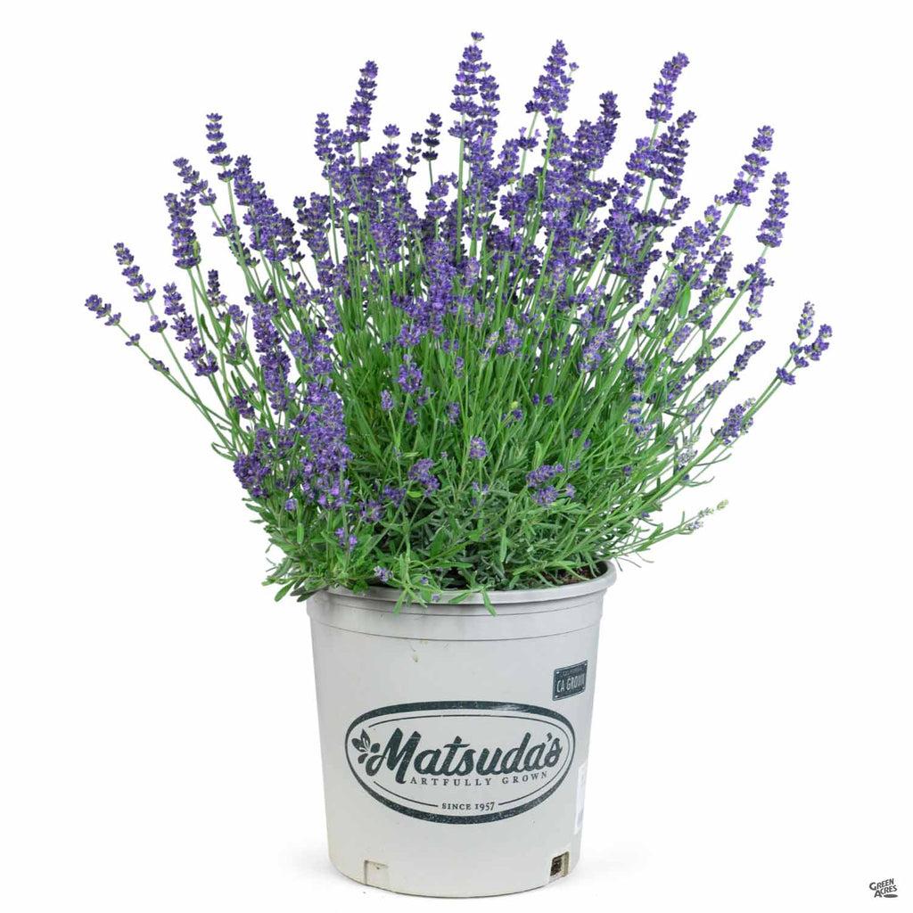 G767 Lavandula Angustifolia 'superblue' - View 35 from www redcrocus com