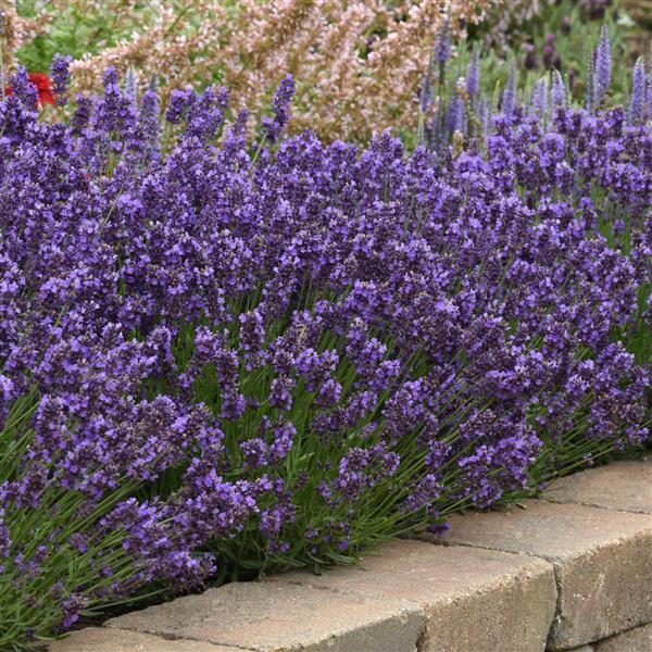 G767 Lavandula Angustifolia 'superblue' - View 3 from www redcrocus com
