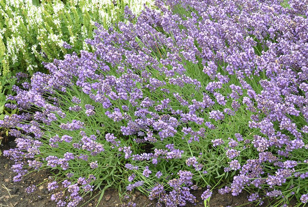 G767 Lavandula Angustifolia 'superblue' - View 4 from www redcrocus com