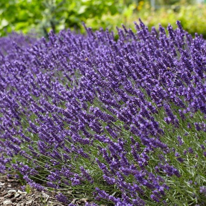 G767 Lavandula Angustifolia 'superblue' - View 7 from www redcrocus com