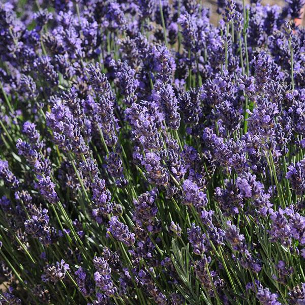 G767 Lavandula Angustifolia 'superblue' - View 9 from www redcrocus com