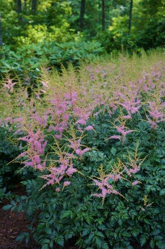 G789 Astilbe Simplicifolia 'hennie Graafland' - View 9 from www redcrocus com