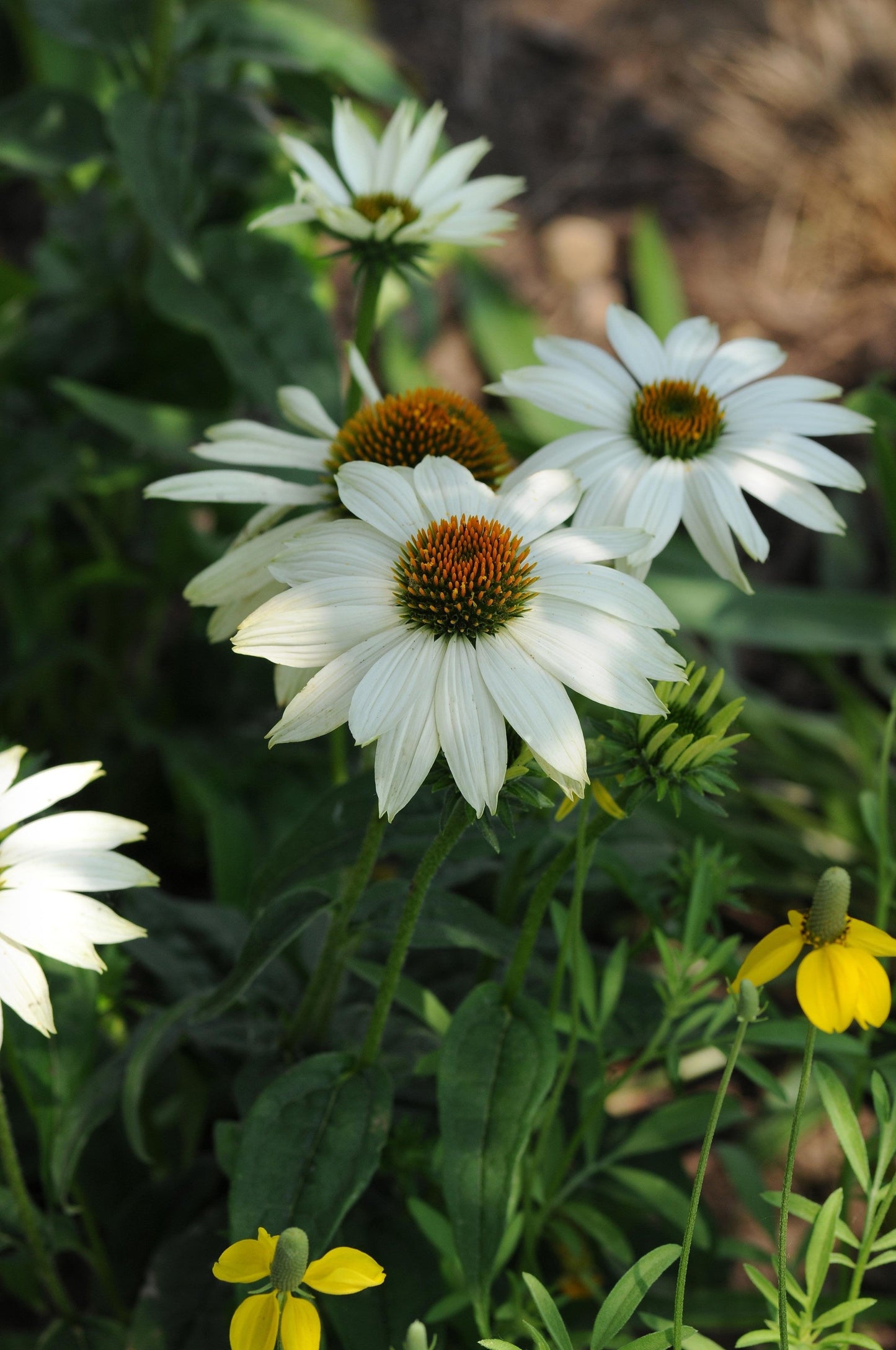 G793 Echinacea Purpurea 'powwow White' - View 25 from www redcrocus com