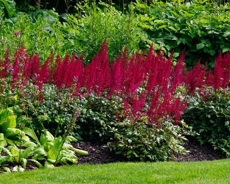 G798 Astilbe Japonica 'montgomery' - View 14 from www redcrocus com