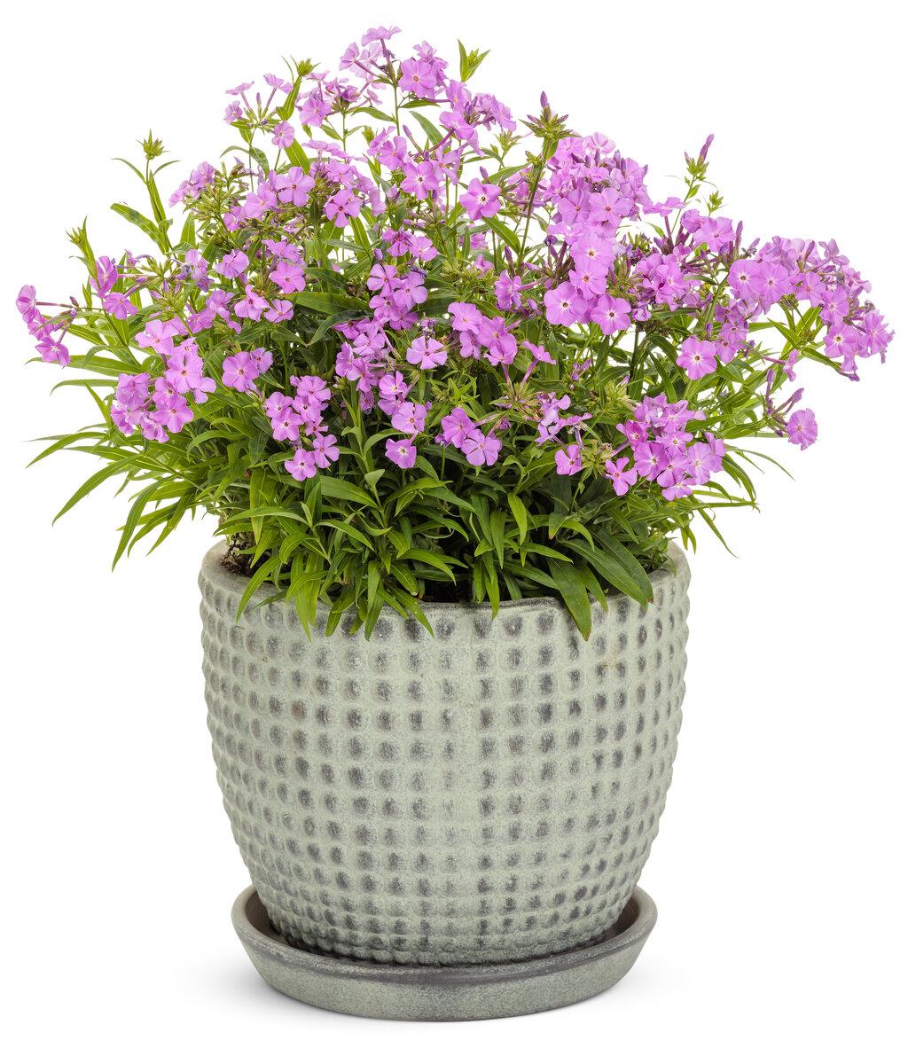 G802 Phlox 'opening Act Romance' - View 16 from www redcrocus com