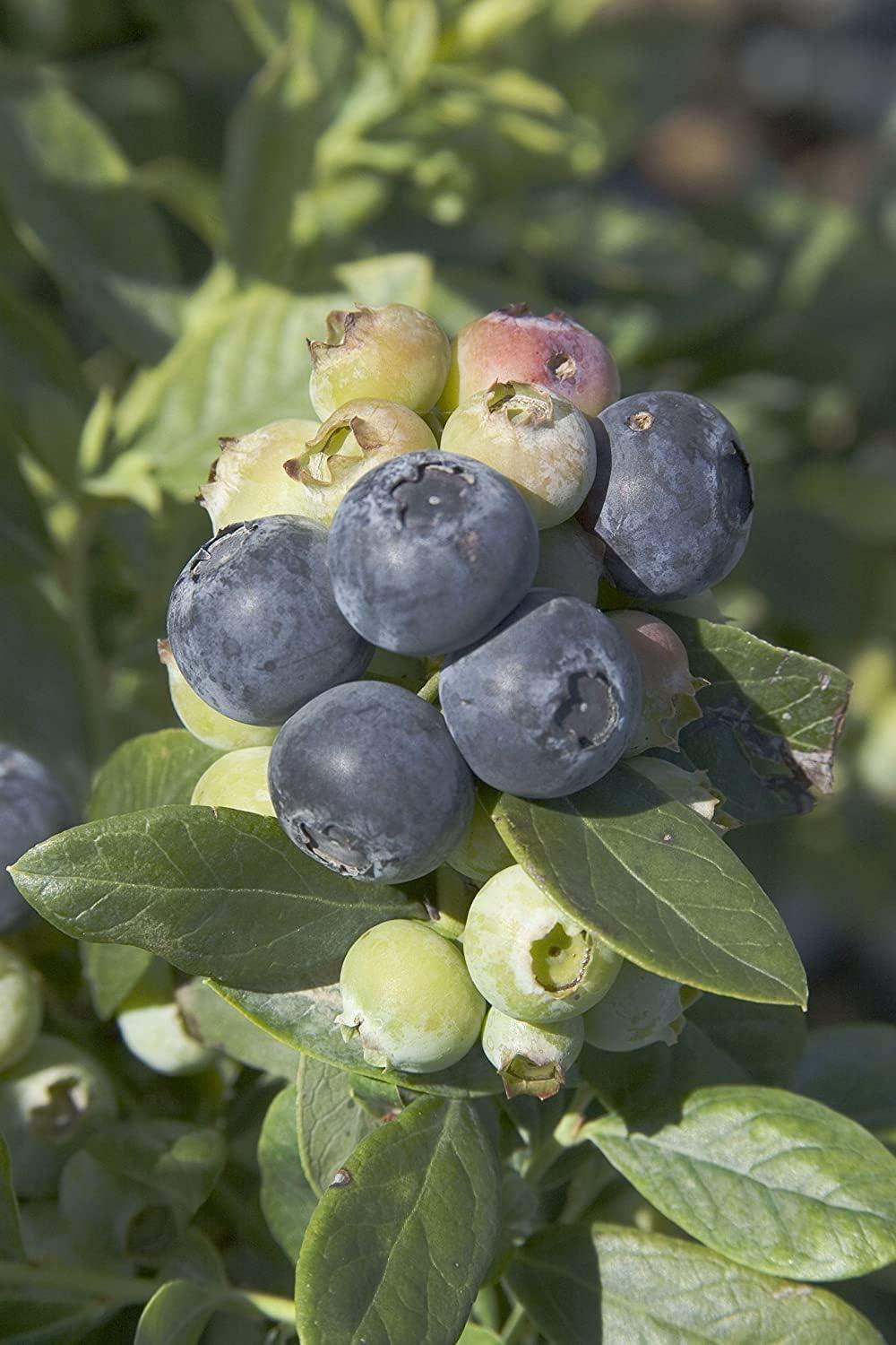 G106 Blueberry Vaccinium Assorted Variety 3 Gallon - View 11 from www redcrocus com