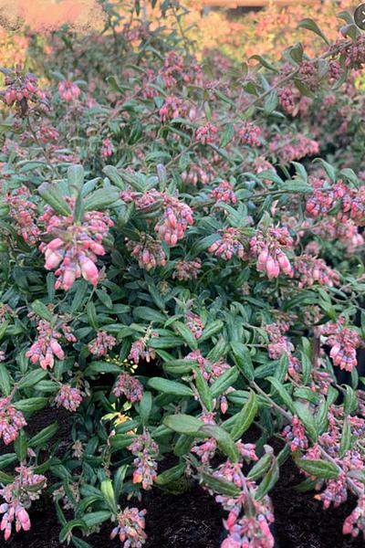 G106 Blueberry Vaccinium Assorted Variety 3 Gallon - View 13 from www redcrocus com