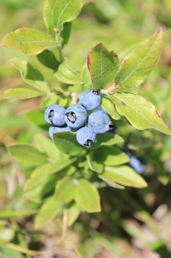 G106 Blueberry Vaccinium Assorted Variety 3 Gallon - View 16 from www redcrocus com