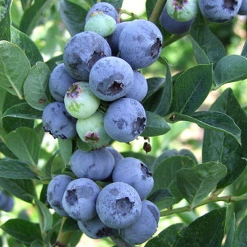 G106 Blueberry Vaccinium Assorted Variety 3 Gallon - View 2 from www redcrocus com