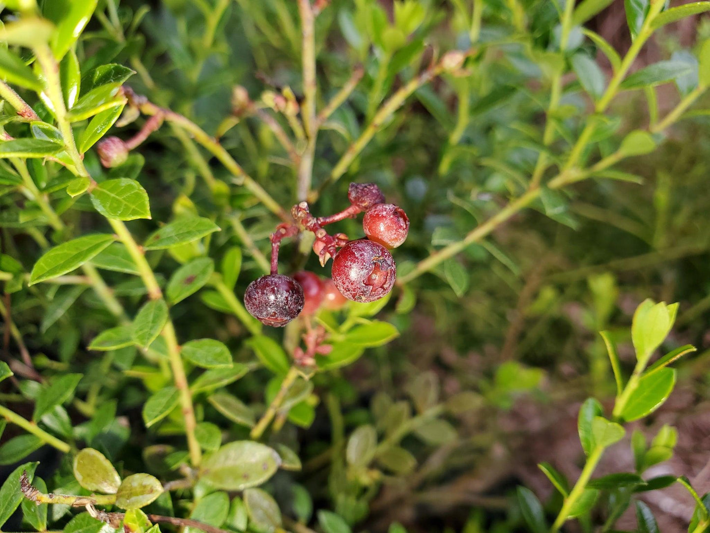 G106 Blueberry Vaccinium Assorted Variety 3 Gallon - View 3 from www redcrocus com