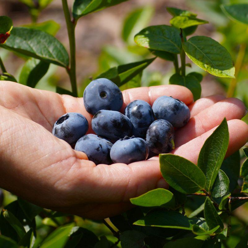 G106 Blueberry Vaccinium Assorted Variety 3 Gallon - View 6 from www redcrocus com