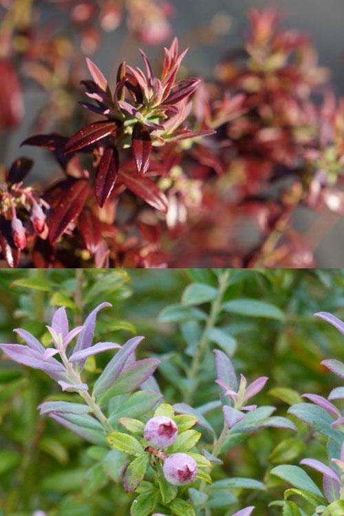 G106 Blueberry Vaccinium Assorted Variety 3 Gallon - View 7 from www redcrocus com