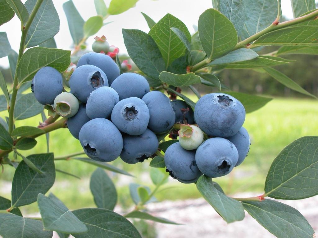 G106 Blueberry Vaccinium Assorted Variety 3 Gallon - View 9 from www redcrocus com