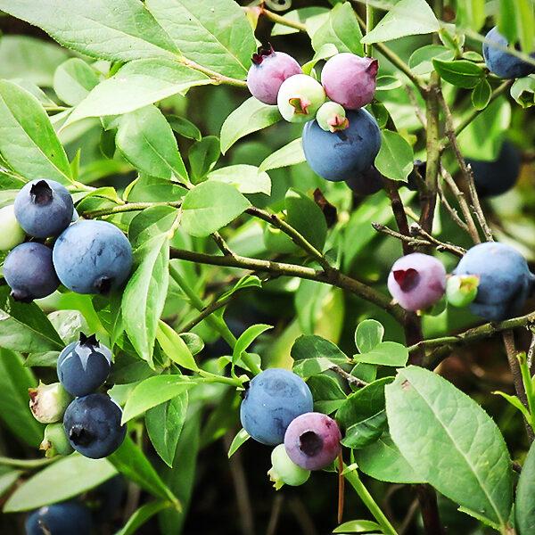 G127 Blueberry Vaccinium Corymbosum Chippewa - View 2 from www redcrocus com