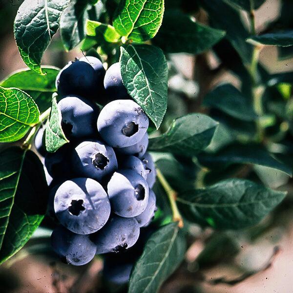 G127 Blueberry Vaccinium Corymbosum Chippewa - View 3 from www redcrocus com