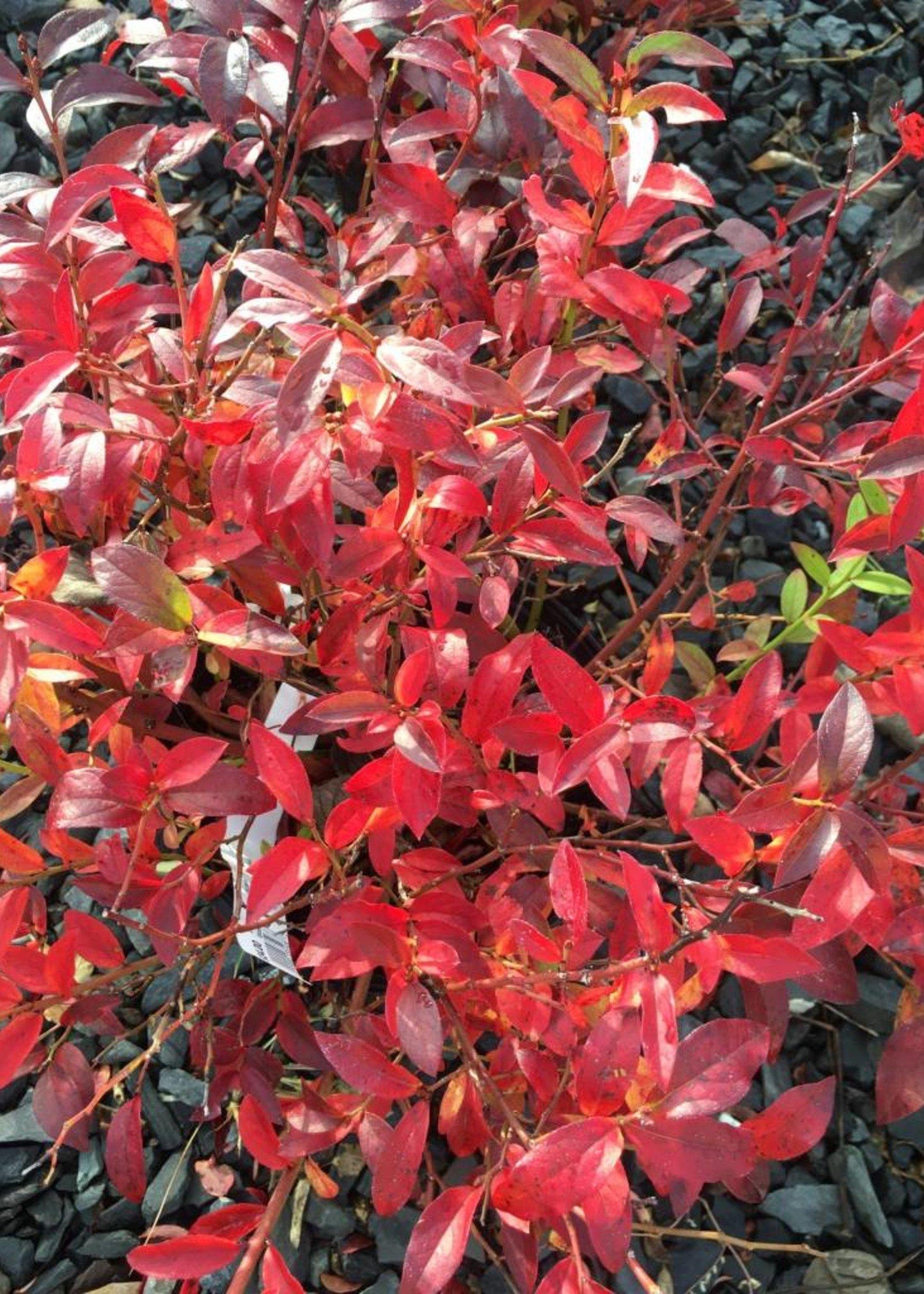 G128 Blueberry Vaccinium Corymbosum Bonus - View 5 from www redcrocus com