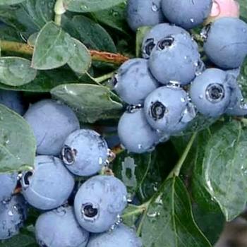 G129 Blueberry, Vaccinium Corymbosum 'chanticleer' - View 10 from www redcrocus com