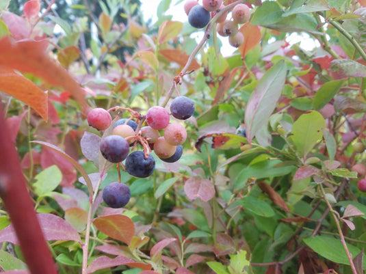 G129 Blueberry, Vaccinium Corymbosum 'chanticleer' - View 11 from www redcrocus com