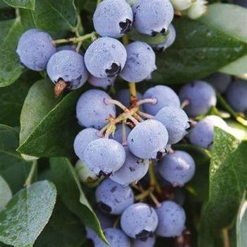 G129 Blueberry, Vaccinium Corymbosum 'chanticleer' - View 12 from www redcrocus com