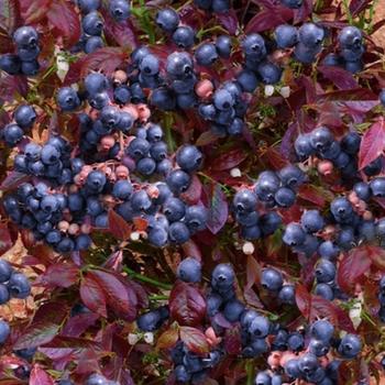 G129 Blueberry, Vaccinium Corymbosum 'chanticleer' - View 17 from www redcrocus com