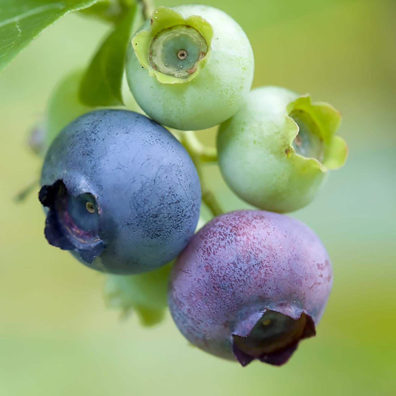 G129 Blueberry, Vaccinium Corymbosum 'chanticleer' - View 1 from www redcrocus com