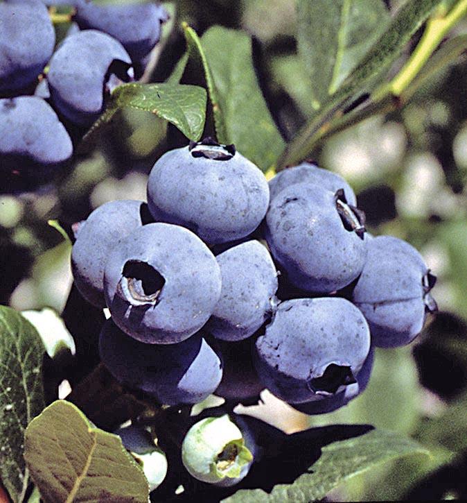 G129 Blueberry, Vaccinium Corymbosum 'chanticleer' - View 2 from www redcrocus com