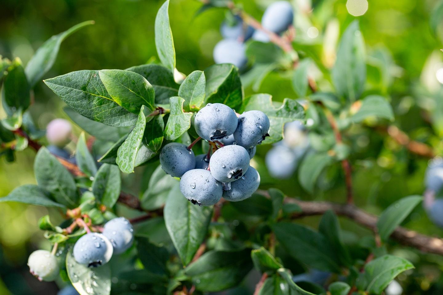 G129 Blueberry, Vaccinium Corymbosum 'chanticleer' - View 3 from www redcrocus com