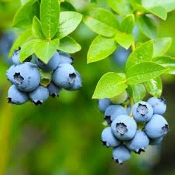 G129 Blueberry, Vaccinium Corymbosum 'chanticleer' - View 6 from www redcrocus com