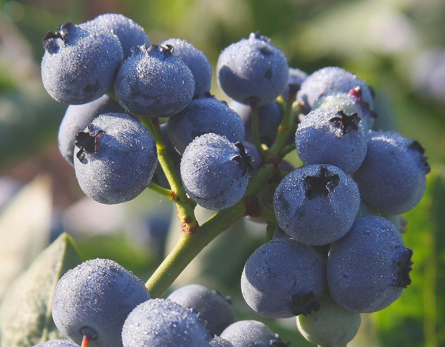 G130 Blueberry Vaccinium Corymbosum Draper - View 4 from www redcrocus com